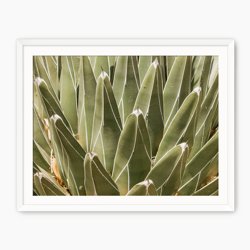 Nature's Armor Cactus Photo - Sage and Rose Prints