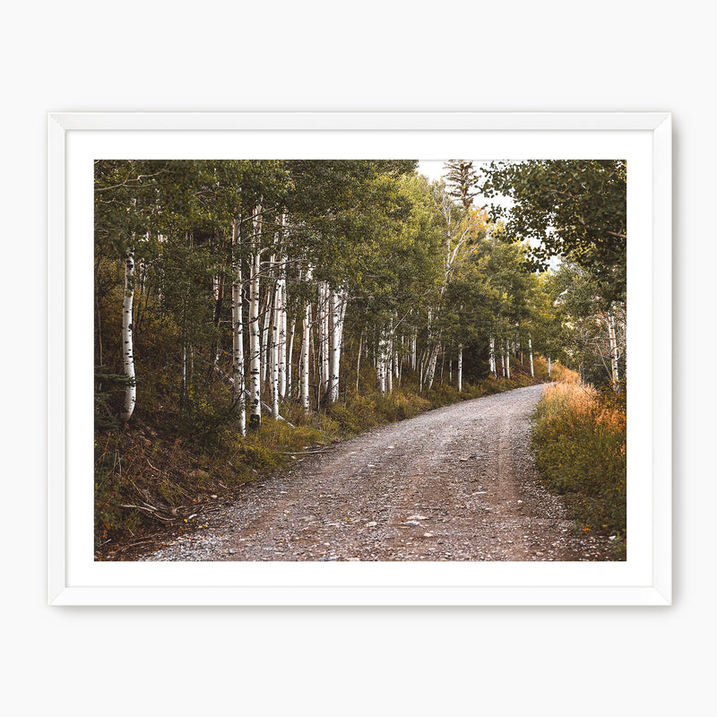 Path through the Woods Nature Photography - Sage and Rose Prints