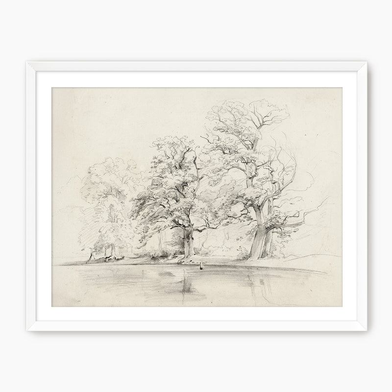 Charcoal Tree Sketch Art Print - Sage and Rose Prints