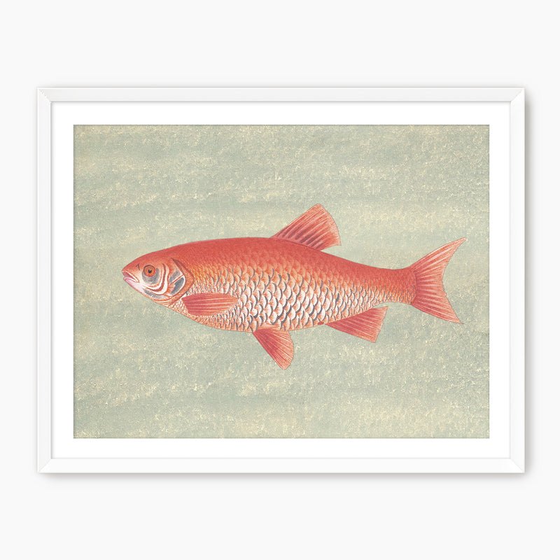 Burnt Orange and Green Vintage Fish Print - Sage and Rose Prints