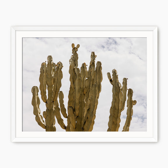 San Diego Cactus Photo - Sage and Rose Prints