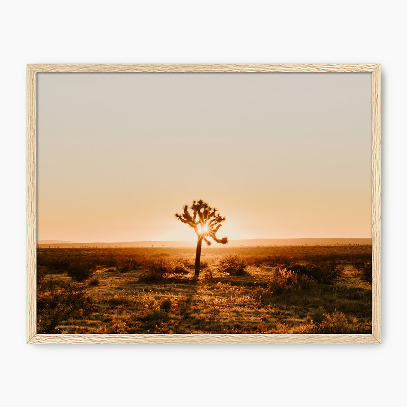 Desert Rising Lone Cactus Photo - Sage and Rose Prints