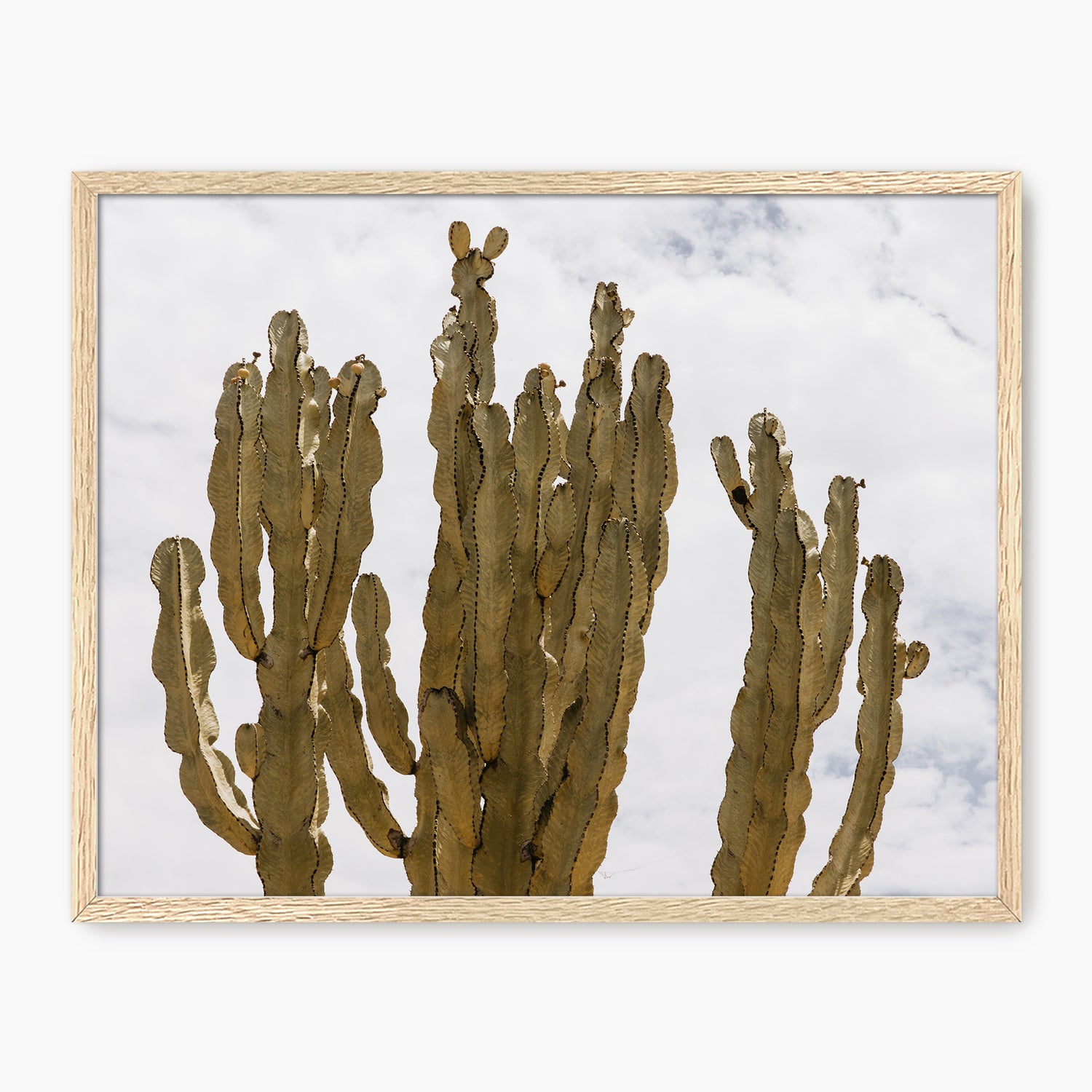 San Diego Cactus Photo - Sage and Rose Prints