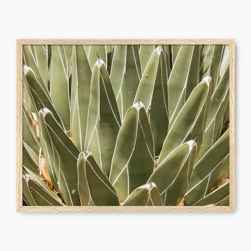 Nature's Armor Cactus Photo - Sage and Rose Prints