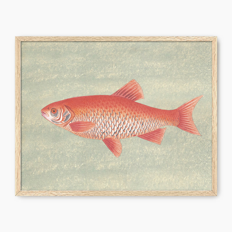 Burnt Orange and Green Vintage Fish Print - Sage and Rose Prints