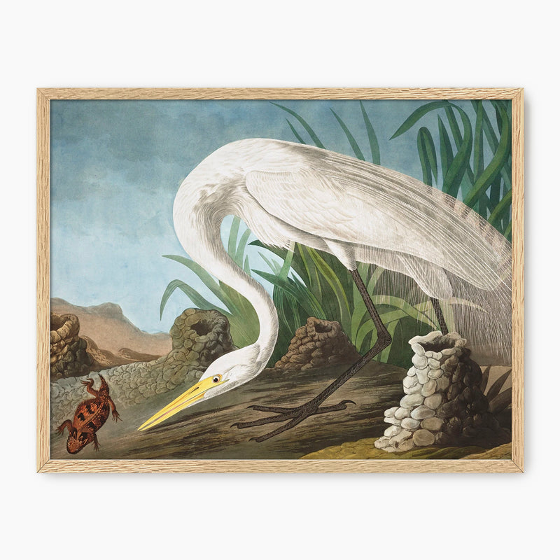White Heron - Audubon Print - Sage and Rose Prints