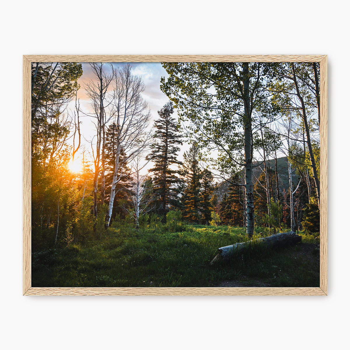 Rays Through the Forest Photography