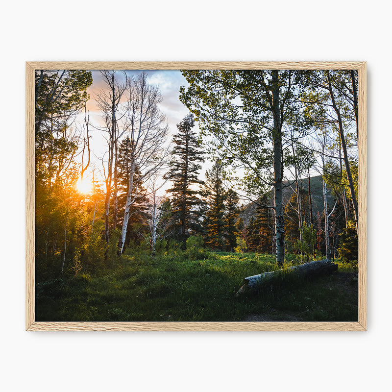 Rays Through the Forest Photography - Sage and Rose Prints