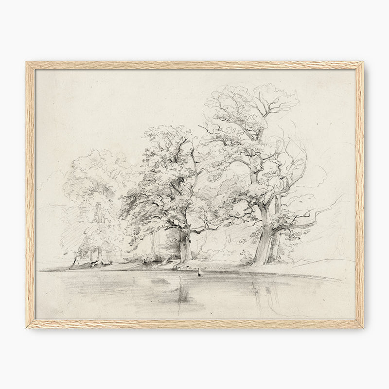 Charcoal Tree Sketch Art Print - Sage and Rose Prints