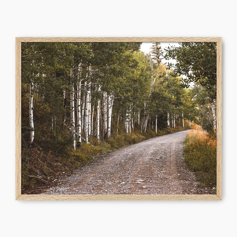 Path through the Woods Nature Photography - Sage and Rose Prints