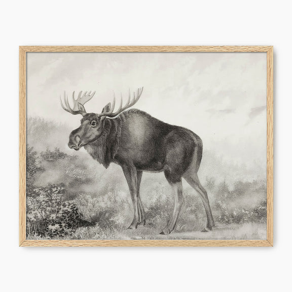 41- Historic Rustic Moose Sketch - Sage and Rose Prints