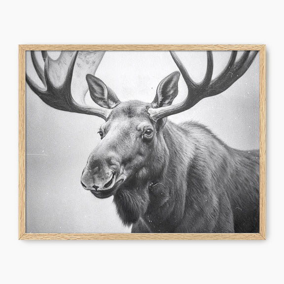 AK-17 Black and White Vintage Moose Photograph - Sage and Rose Prints