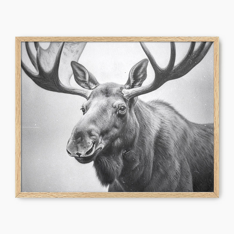 AK-17 Black and White Vintage Moose Photograph - Sage and Rose Prints
