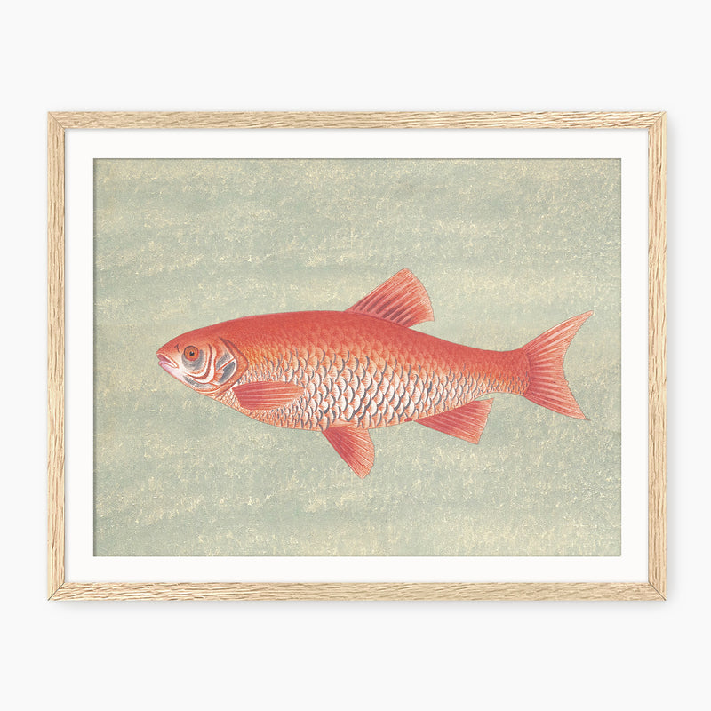 Burnt Orange and Green Vintage Fish Print - Sage and Rose Prints