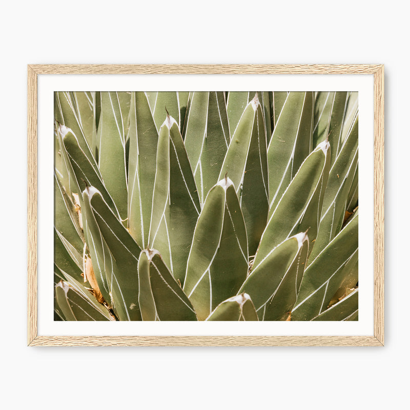 Nature's Armor Cactus Photo - Sage and Rose Prints