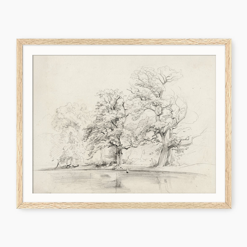 Charcoal Tree Sketch Art Print - Sage and Rose Prints