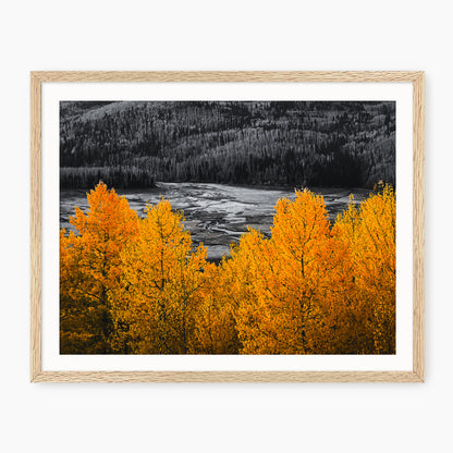 Vibrant Orange Fall Photography