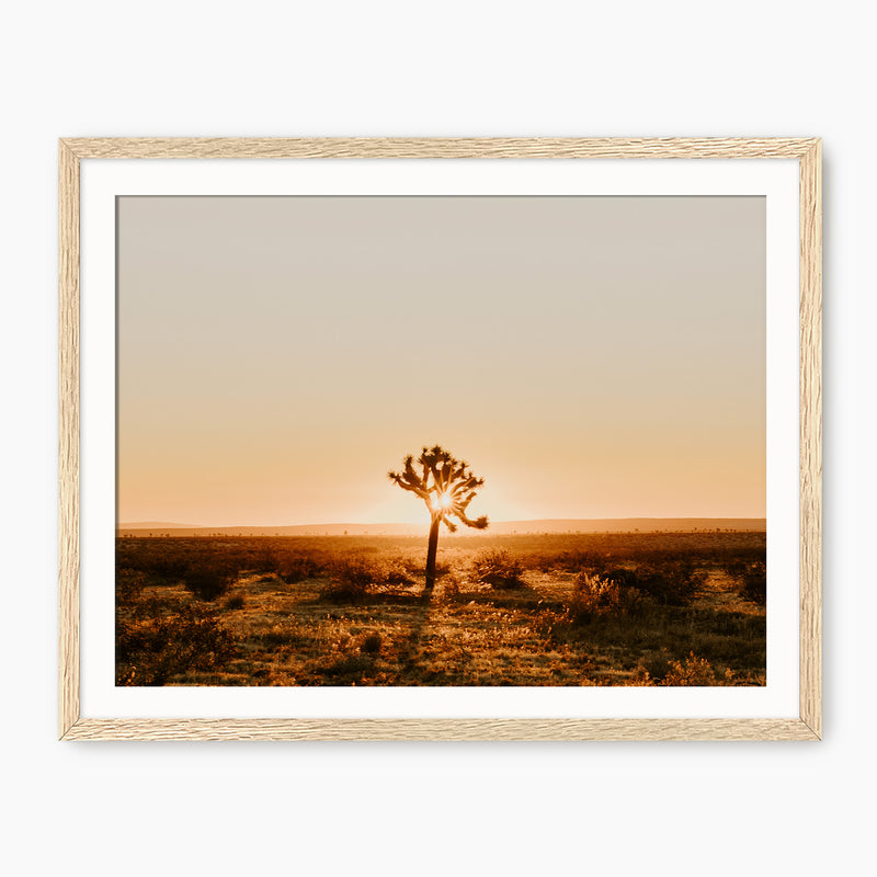 Desert Rising Lone Cactus Photo - Sage and Rose Prints