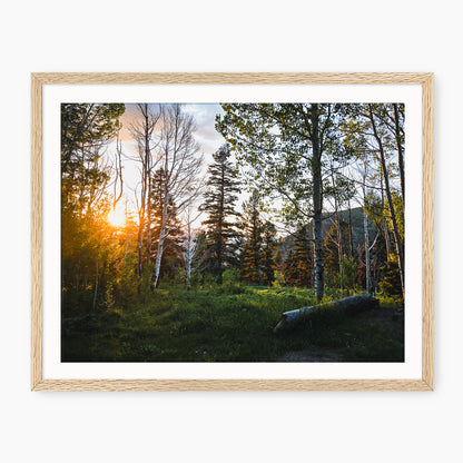 Rays Through the Forest Photography
