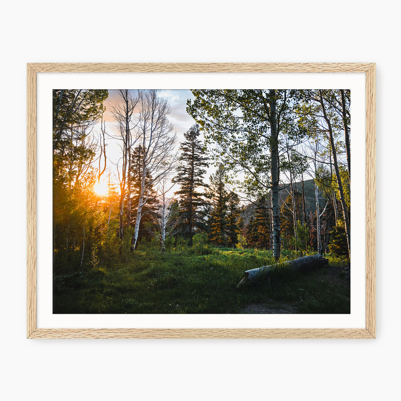 Rays Through the Forest Photography - Sage and Rose Prints
