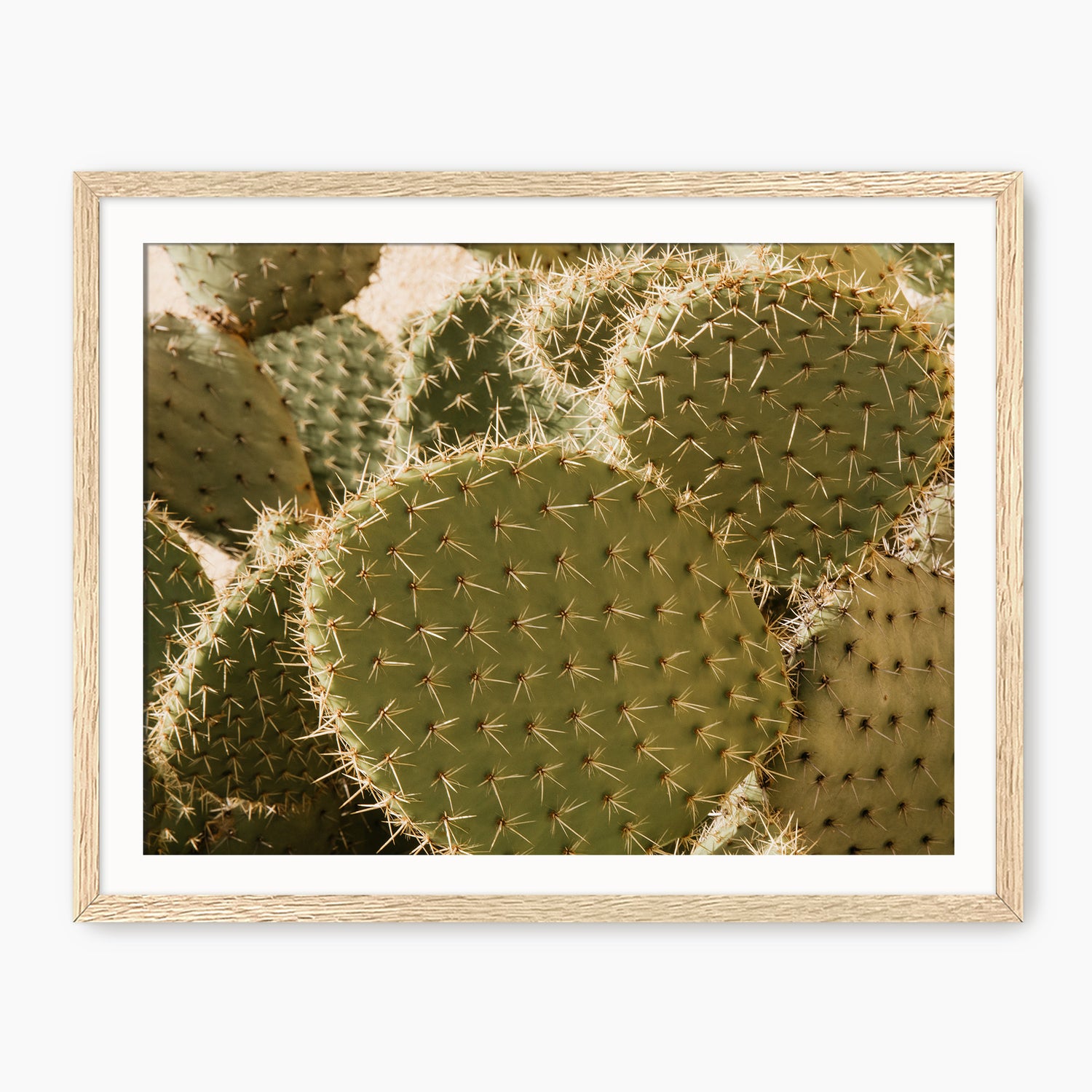 Spiked In the Sunlight Cactus Photo - Sage and Rose Prints