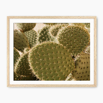 Spiked In the Sunlight Cactus Photo - Sage and Rose Prints