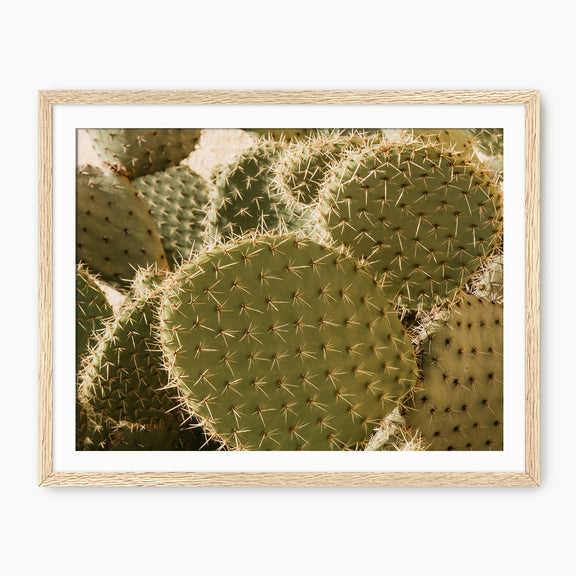 Spiked In the Sunlight Cactus Photo - Sage and Rose Prints