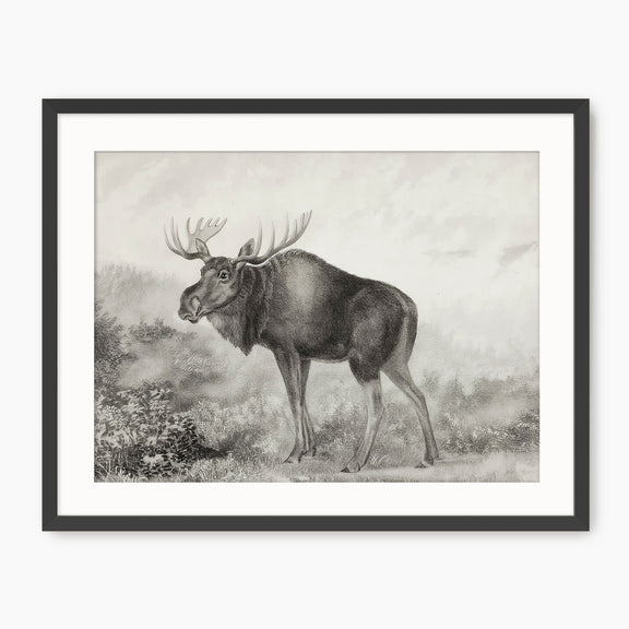 Historic Rustic Moose Sketch - Sage and Rose Prints