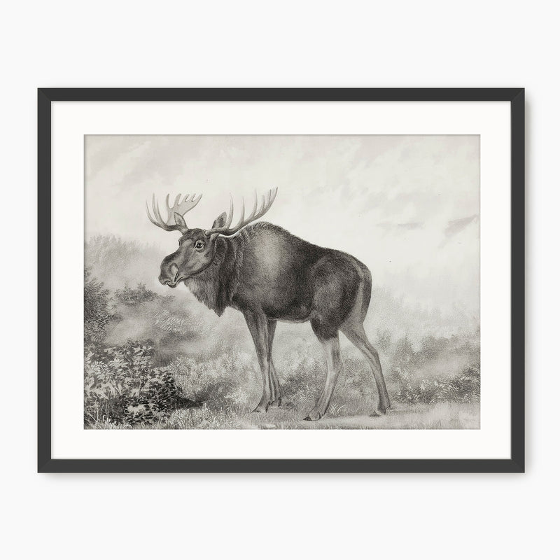 Historic Rustic Moose Sketch - Sage and Rose Prints