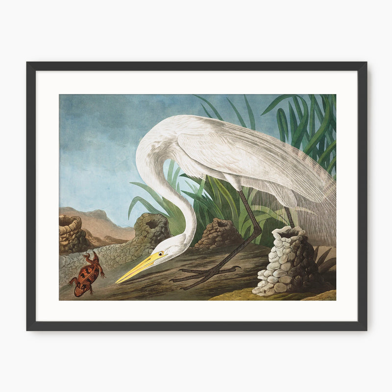 White Heron - Audubon Print - Sage and Rose Prints