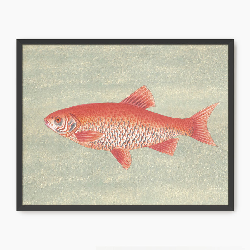 Burnt Orange and Green Vintage Fish Print - Sage and Rose Prints