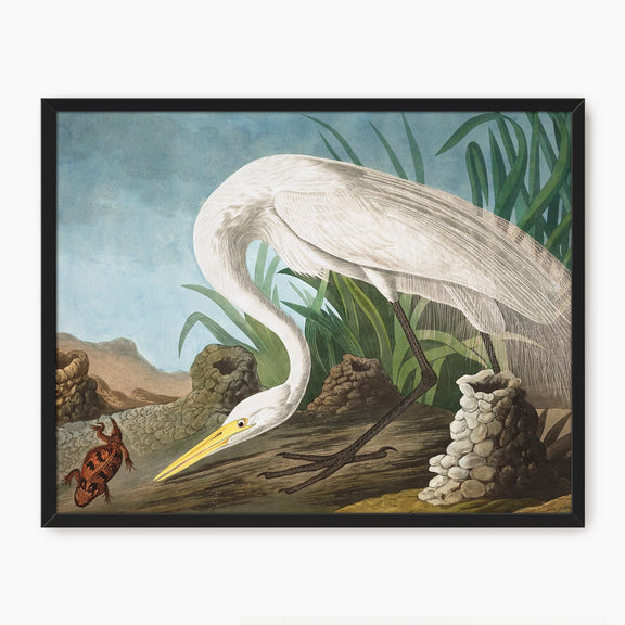 White Heron - Audubon Print - Sage and Rose Prints