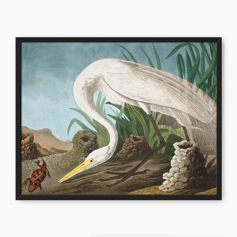 White Heron - Audubon Print - Sage and Rose Prints
