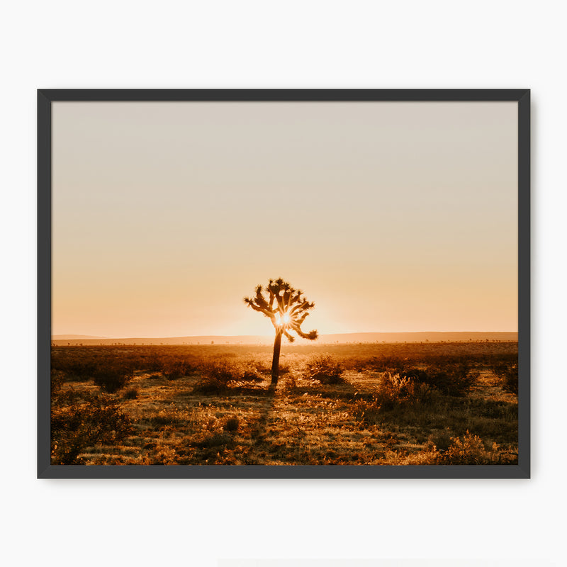 Desert Rising Lone Cactus Photo - Sage and Rose Prints