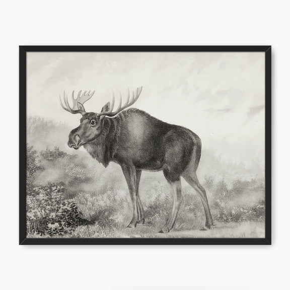 41- Historic Rustic Moose Sketch - Sage and Rose Prints