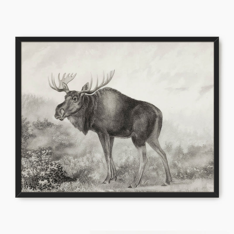 41- Historic Rustic Moose Sketch - Sage and Rose Prints