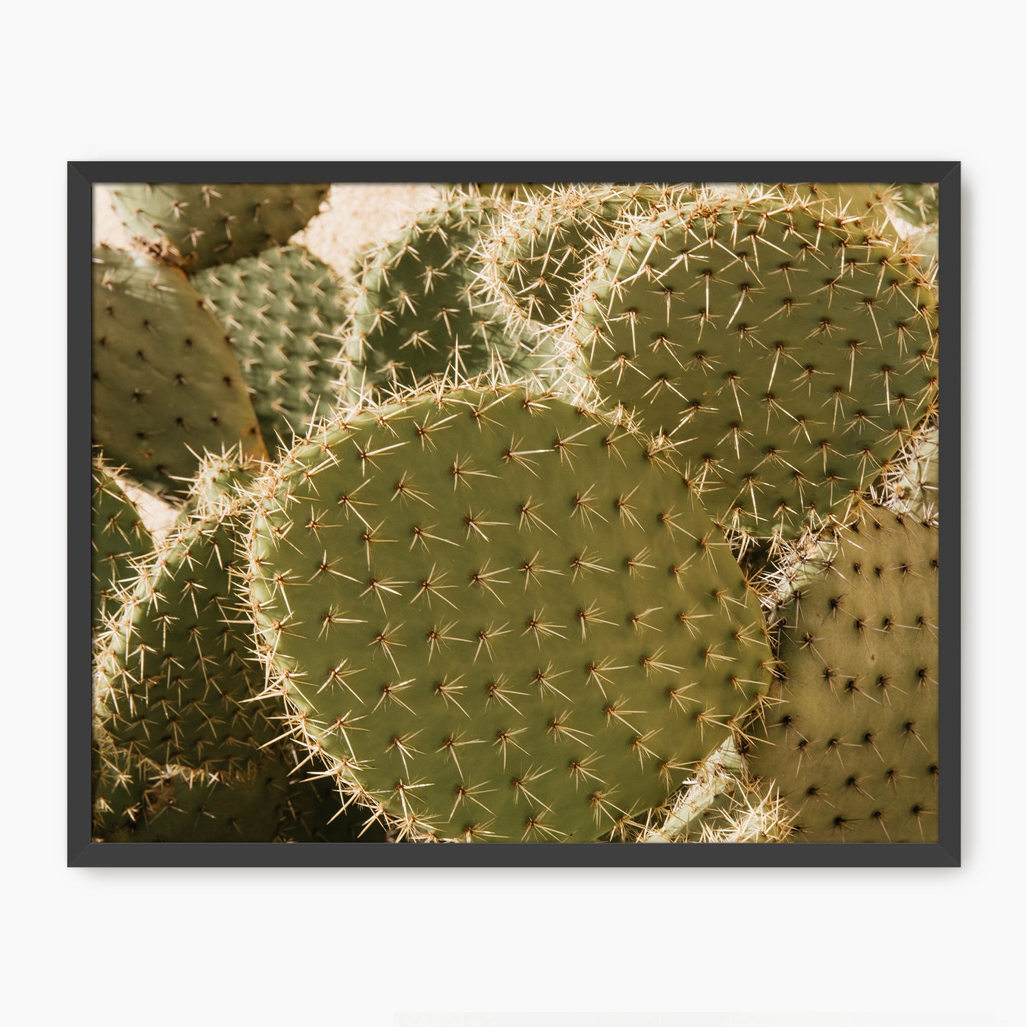 Spiked In the Sunlight Cactus Photo - Sage and Rose Prints