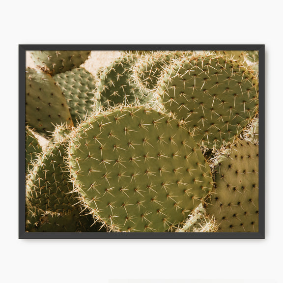 Spiked In the Sunlight Cactus Photo - Sage and Rose Prints