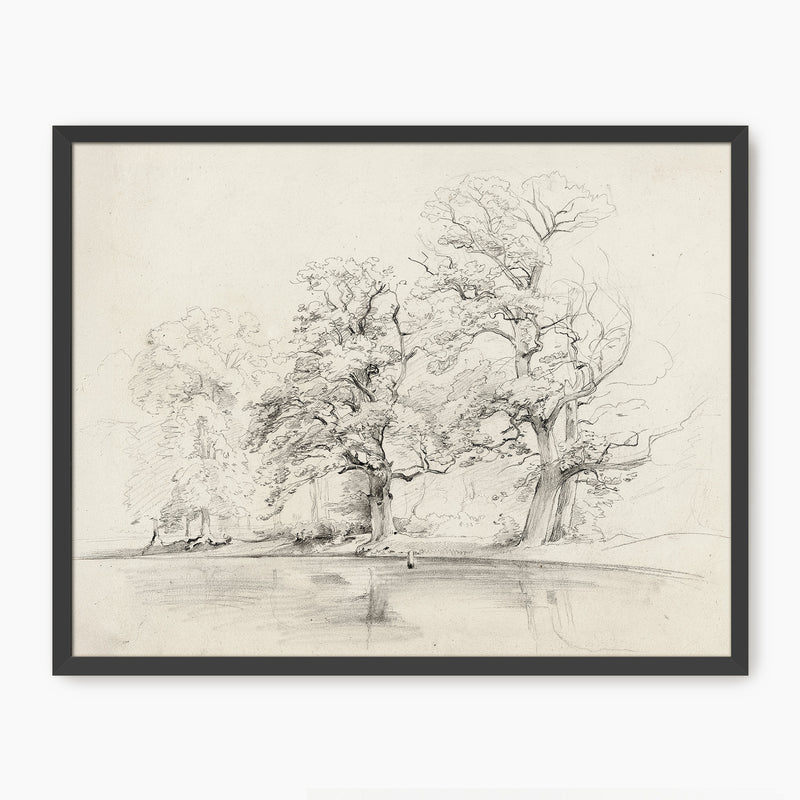 Charcoal Tree Sketch Art Print - Sage and Rose Prints