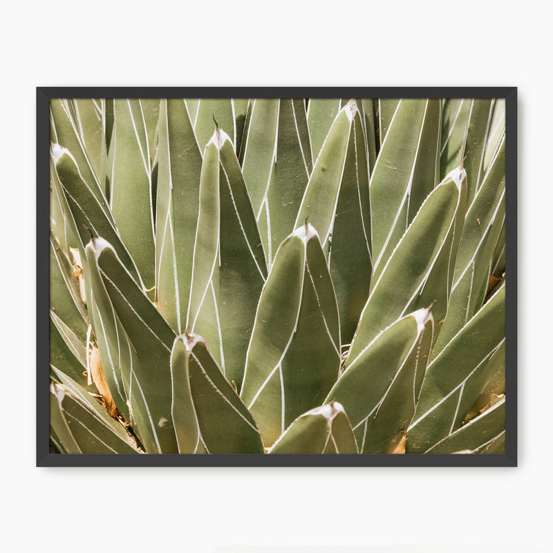 Nature's Armor Cactus Photo - Sage and Rose Prints