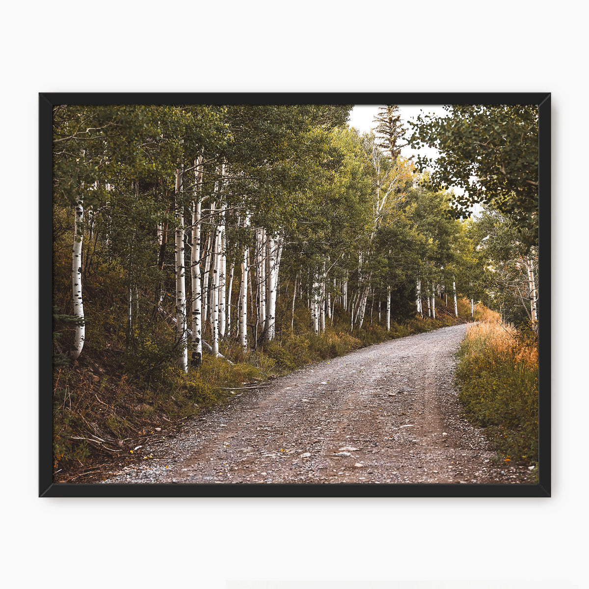 Path through the Woods Nature Photography