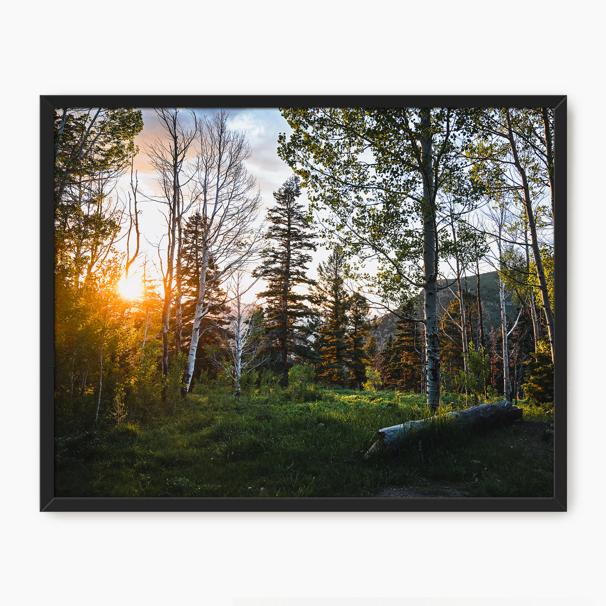 Rays Through the Forest Photography