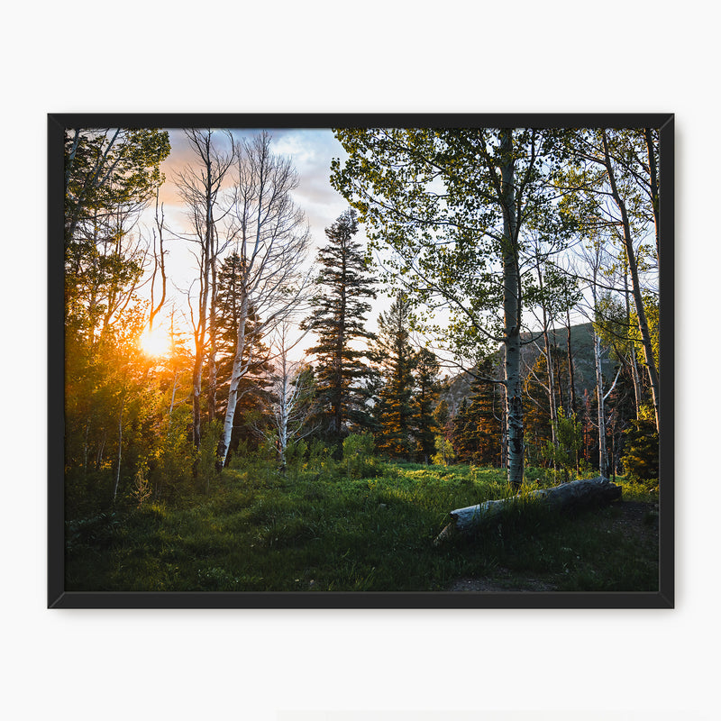 Rays Through the Forest Photography - Sage and Rose Prints