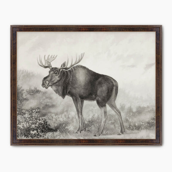 Historic Rustic Moose Sketch - Sage and Rose Prints