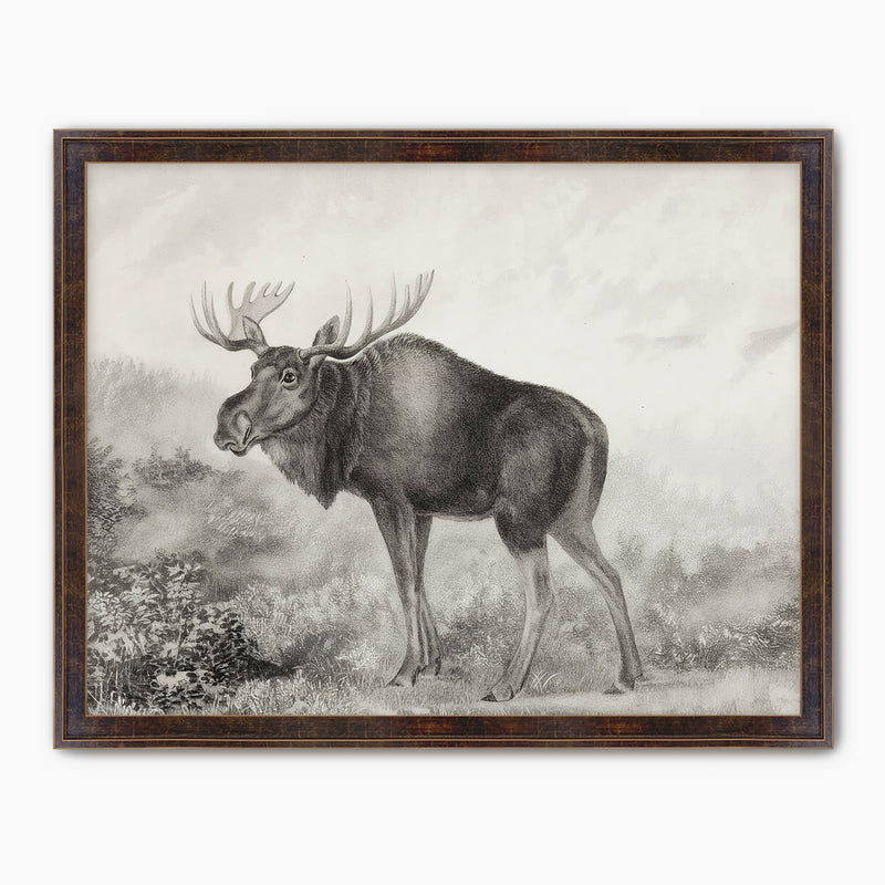 Historic Rustic Moose Sketch - Sage and Rose Prints
