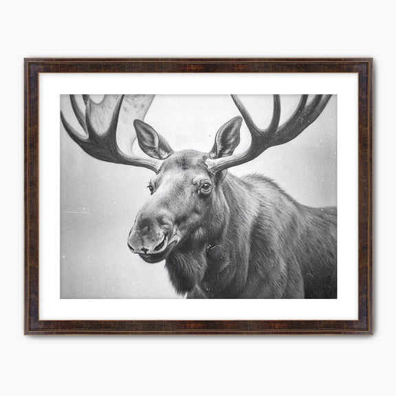 AK-17 Black and White Vintage Moose Photograph - Sage and Rose Prints