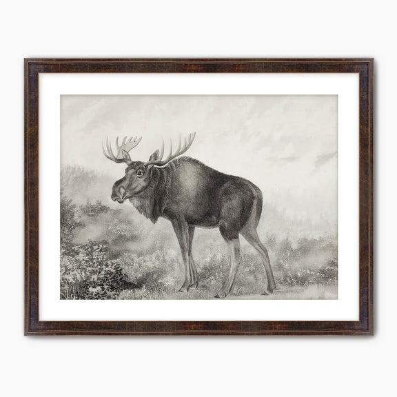 41- Historic Rustic Moose Sketch - Sage and Rose Prints