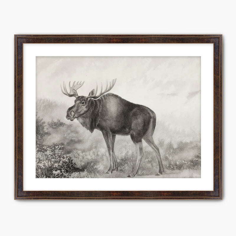 41- Historic Rustic Moose Sketch - Sage and Rose Prints