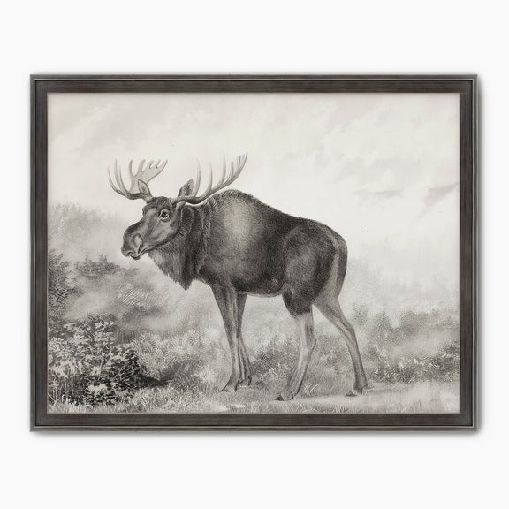 Historic Rustic Moose Sketch - Sage and Rose Prints