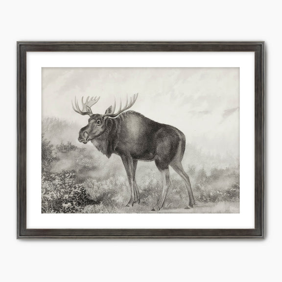 41- Historic Rustic Moose Sketch - Sage and Rose Prints
